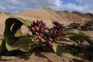 Welwitschia Mirabilis